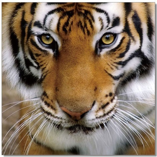 Tiger | SB-61098